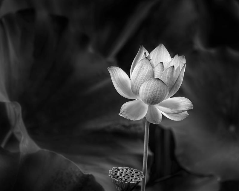 Lotus flower, 2019