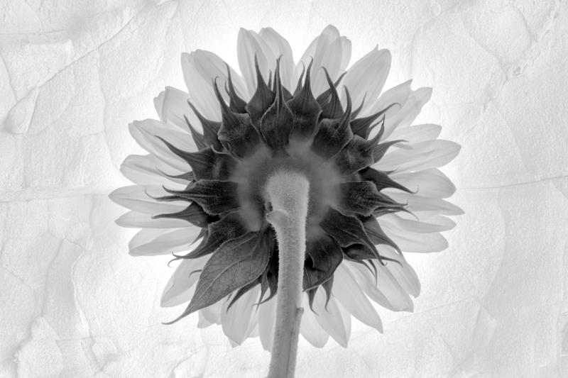 Sunflowers back #2, 2023