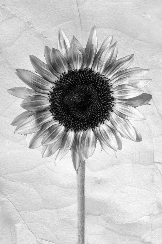 Sunflower petals, 2023