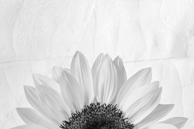 Sunflower peeping, 2020