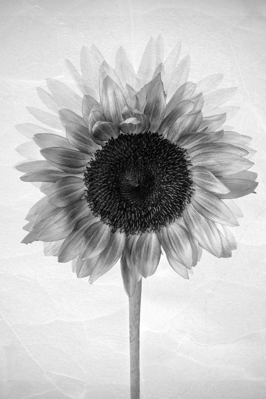 Wilting sunflower, 2021