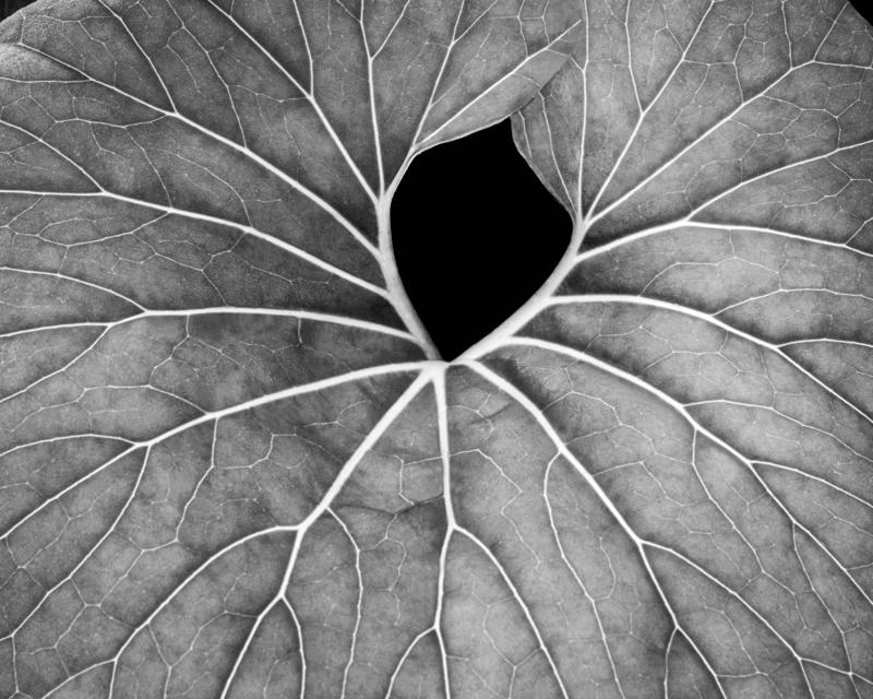 Branching lines, 2021