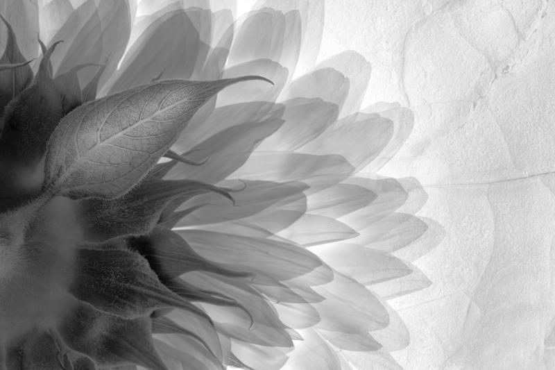 Sunflowers backside, 2023