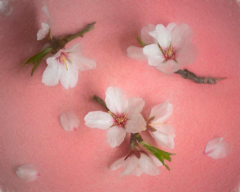 Almond Blossoms, Spring of 2022