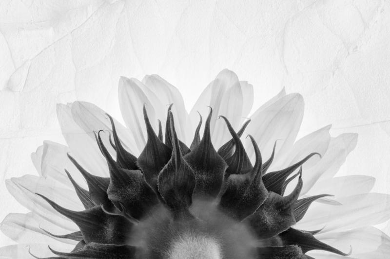 Sunflowers back, 2023