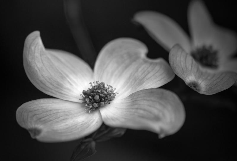 Dogwood flowers, 2022