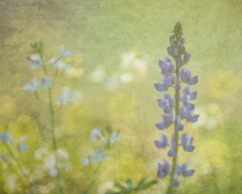 California Spring of 2022