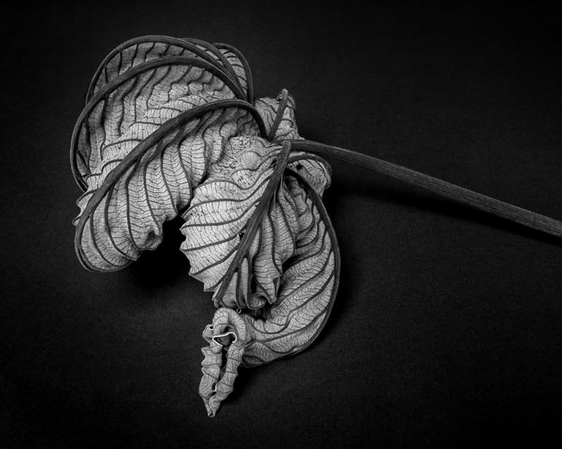 Cecropia leaf #1, 2021