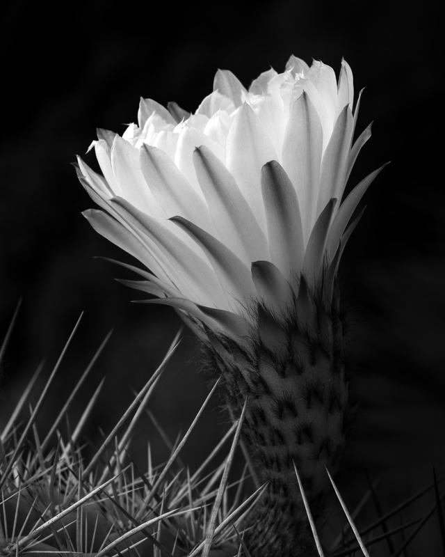 Flower and spears, 2023