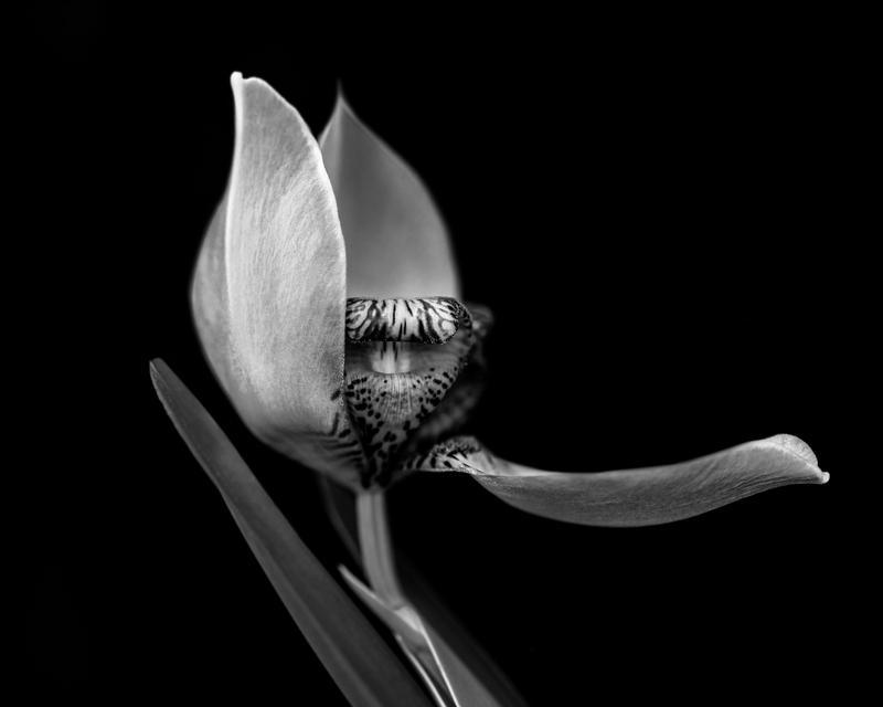 African Iris #2, 2023